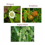 Buy BodyHerbals Ancient Ayurveda Neelibringadi Hair Oil (200 ml) - Purplle