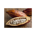 Buy Zenvista Best Natural Moisturiser Pure Shea Butter (50 ml) - Purplle