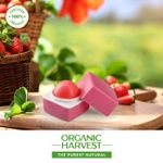 Buy Organic Harvest Pink Tinted Lip Balm: Lily | Lip Balm for Women & Men | For All-round Lip Care | Lip Tint | Lip Balm Tint | Organic Lip Balm | 100% Certified Organic | Sulphate & Paraben-free 10gm - Purplle