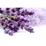 Buy WishCare Pure Lavender Essential Oil - 60 ML - Purplle