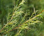 Buy WishCare Pure Tea Tree Essential Oil - 15 ML - Purplle