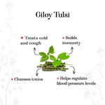 Buy Alps Goodness Health Juice - Giloy Tulsi (300 ml) - Purplle