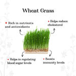 Buy Alps Goodness Health Juice - Wheatgrass (300 ml) - Purplle