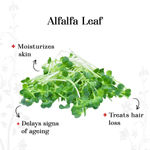 Buy Alps Goodness Powder - Alfalfa Leaf (50 gm) - Purplle