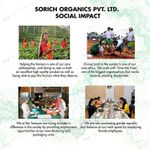 Buy Tea Treasure Sencha Green Tea - Energizing Tea, Antioxidants Rich - 1 Teabox (18 Pyramid Tea Bags) - Purplle