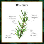 Buy Good Vibes Rosemary 100% Pure Essential Oil | Anti_Acne, Hair Strngthening | No GMO, No Synthetics, 100% Vegan (10 ml) - Purplle
