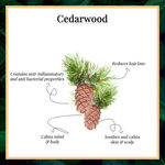 Buy Good Vibes 100% Pure Essential Oil - Cedarwood (10 ml) - Purplle
