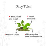Buy Alps Goodness Health Juice - Giloy Tulsi - Pack of 2 (300 ml X 2) - Purplle