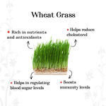 Buy Alps Goodness Health Juice - Wheatgrass - Pack of 2 (300 ml X 2) - Purplle
