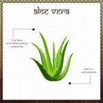 Buy Vayam Ayurveda 99% Pure Aloe Vera Gel (50 gm) | Ayurvedic | Natural | Herbal | Pure | Sulphate free | Paraben Free - Purplle