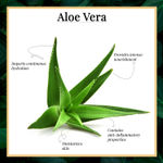 Buy Good Vibes Aloe Vera Moisturizing Emulgel Face Serum | Hydrating, Moisturizing, Brightening | No Parabens, No Sulphates, No Animal Testing (10 ml) - Purplle