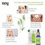 Buy Rey Naturals Tea Tree Oil & Lavender Essential Oils - Pure 100% Natural For Healthy Skin, Face, And Hair (15 ml + 15 ml) - Purplle