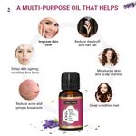 Buy Indus Valley Bio Organic Lavender Essential Oil (15 ml) - Purplle
