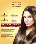 Buy Spantra Tea tree Conditioner for Add Healthy Shine to Greasy Hair, 300ml - Purplle