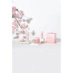 Buy Innisfree Jeju Cherry Blossom Jelly Cream Set - Jeju Cherry Blossom Jelly Cream,Jeju Cherry Blossom Skin,Jeju Cherry Blossom Lotion,Jeju Cherry Blossom Tone-up Cream (110 ml) - (4 pieces) - Purplle