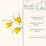 Buy Good Vibes Ylang Ylang 100% Natural Blended Essential Oil (10 ml) - Purplle