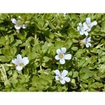 Buy Online Quality Store Brahmi Leaf Powder For Hair_400g | Brahmi Powder | Organic Brahmi Powder | Brahmi Leaves Bacopa Monnieri Powder{brahmileafpowder_400} - Purplle