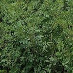 Buy Online Quality Store Indigo powder - 200 g |Organic Indigo Powder -100g | Indigofera Tinctoria | Natural Hair Colorant Black/Brown Hair & Beard |Indigo leaves powder{indigo_powder_200} - Purplle