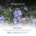 Buy Khadi Natural Rosemary Essential Oil| Prevent Hair Fall - (15ml) - Purplle