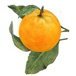 Buy Biotique Orange Peel Renewing Bathing Bar 150g - Purplle