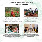 Buy Tea Treasure Sencha Green Tea - 10 Pyramid Tea Bags - Purplle