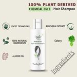 Buy Ktein Natural Chemical Free Plant Derived Shampoo (200ml) - Purplle