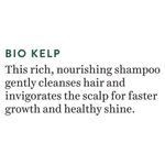 Buy Biotique Ocean Kelp Anti Hair fall Shampoo (120 ml) - Purplle