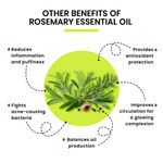 Buy Alps Goodness Rosemary Essential Oil Twin Pack (Pack of 2) - Purplle