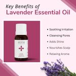 Buy Aroma Treasures 100% Pure & Natural Lavender Essential oil for healthy Skin/body & mind - 10 ml - Purplle