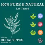 Buy Zesteq Undiluted Organic Eucalyptus Essential Oil (15 ml) | Clinically Tested | Refreshes & Soothes, Supports Respiratory Health, Relieves Congestion | Certified Organic - Purplle