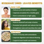 Buy Mystiq Living Rosemary Dry Leaves & Rosemary Essential Oil for Hair Growth & Hair Fall Control Organic Dried Rosemary Leaves for Food, Tea and Hair - 70 gm, Rosemary Oil for Hair -15 ml (Combo of 2) - Purplle