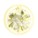 Buy The Body Shop Moringa Body Butter (200 ml) - Purplle