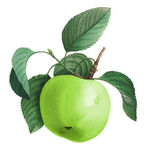 Buy Biotique Bio Green Apple Fresh Daily Purifying Shampoo & Conditioner (100 ml) - Purplle