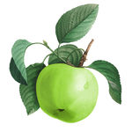 Buy Biotique Green Apple Fresh Daily Purifying Shampoo & Conditioner (200ml) - Purplle