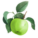 Buy Biotique Bio Green Apple Fresh Daily Purifying Shampoo & Conditioner (400 ml) - Purplle