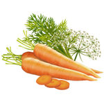 Buy Biotique Carrot Seed Anti-Aging After-Bath Body Oil (120 ml) - Purplle