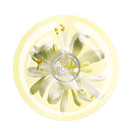Buy The Body Shop Moringa Body Butter (200 ml) - Purplle
