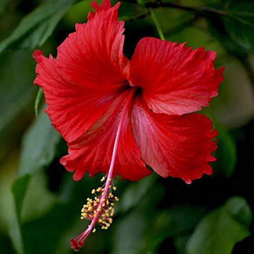 Hibiscus For Hair A Complete Guide for Using the Whole Perennial Plan   Soundaryah