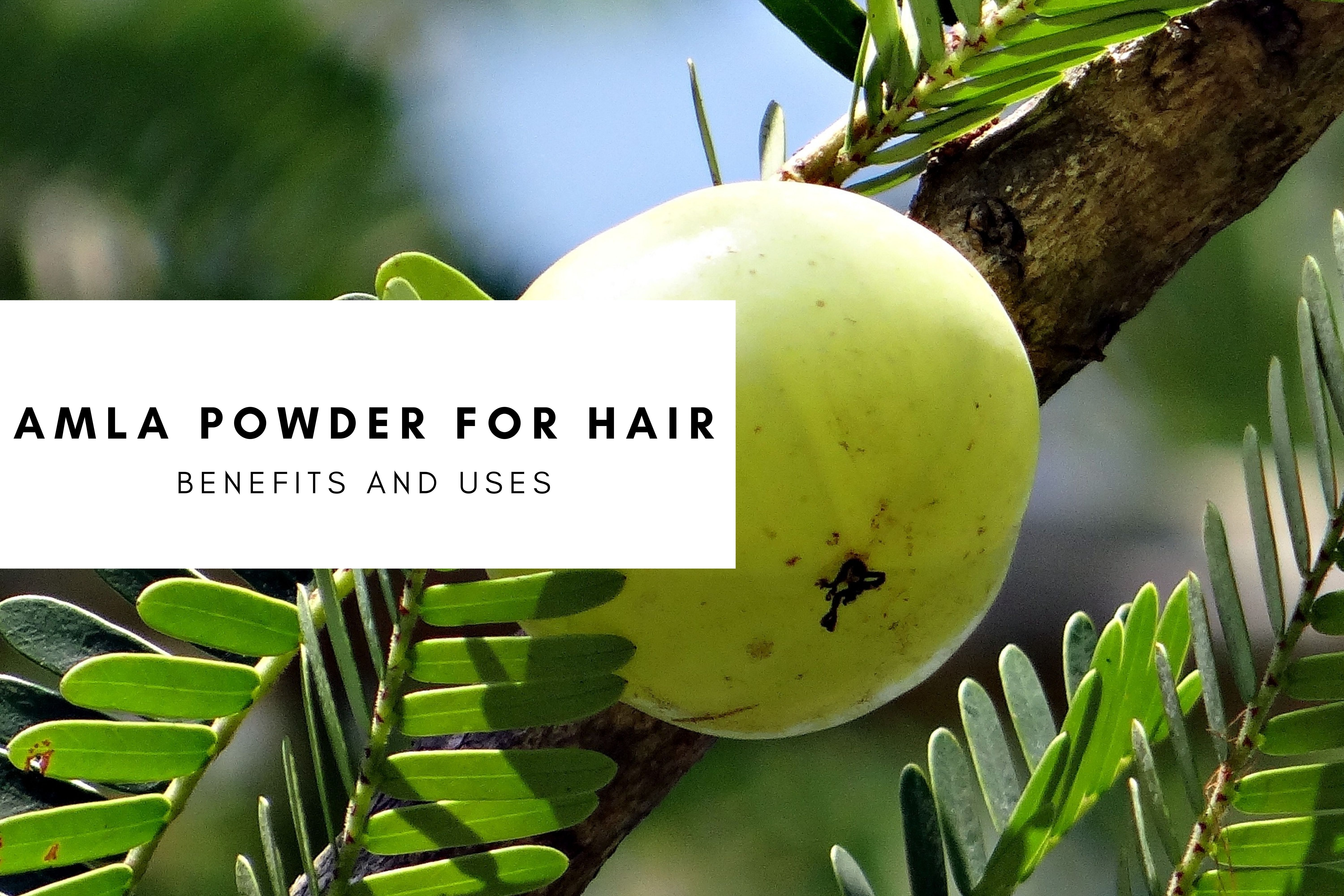 Amla Powder for Hair: Benefits and Uses