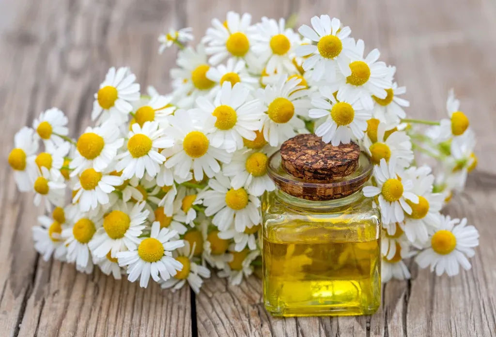 Skin benefits of chamomile oil