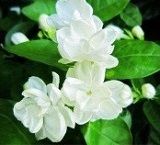Jasmine