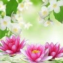 Water Lily